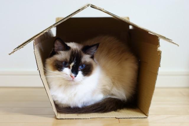 猫坐在瓦楞纸做的房子里